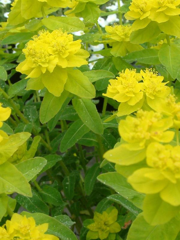 Euphorbia Polychroma 2.5L