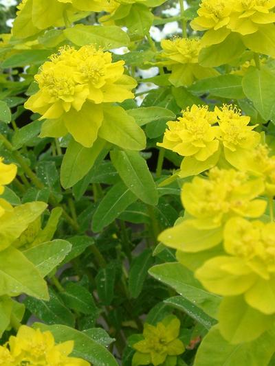 Euphorbia Polychroma 2.5L