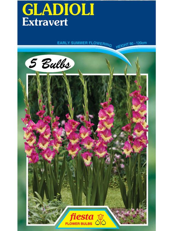 Gladioli Extravert