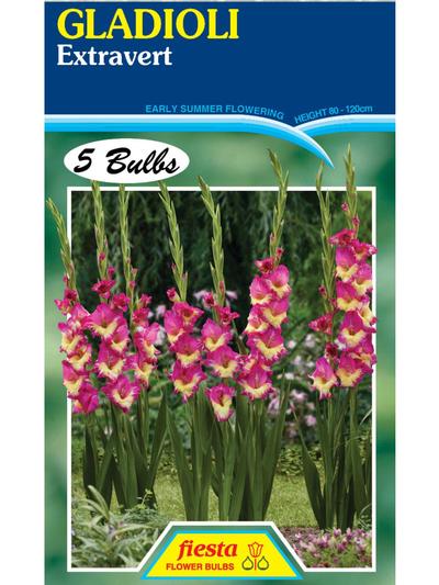 Gladioli Extravert