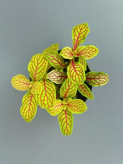 Fittonia Mini Ruby Lime Fittonia Mini Ruby Lime