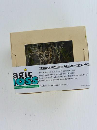 Terrarium Moss
