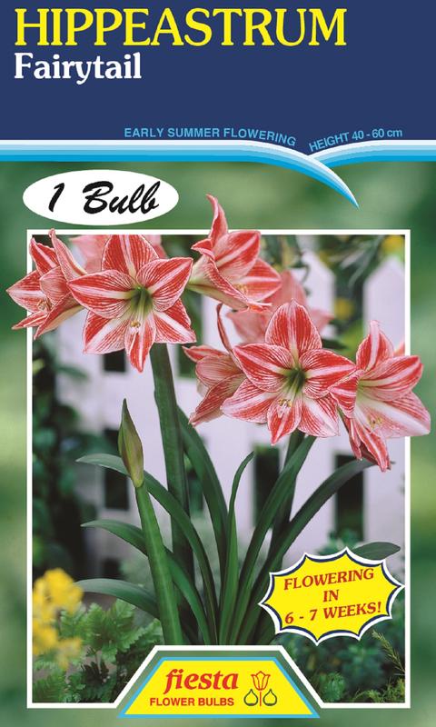 Hippeastrum Fairytale