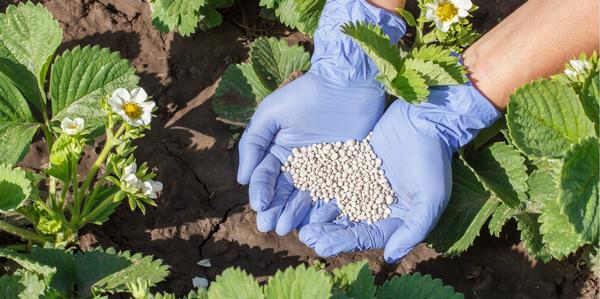 fertilisers, feed your plants