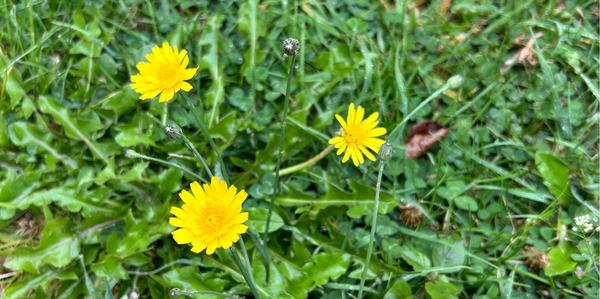 garden maintenance, Weeds
