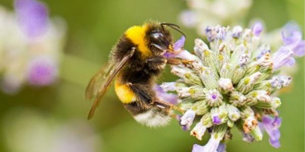 natural garden care, organic gardening, organic gardening products