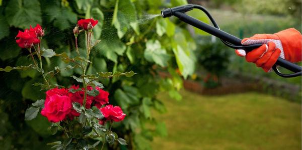 garden maintenance, Pests