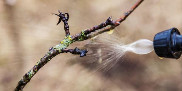 Winter Sprays