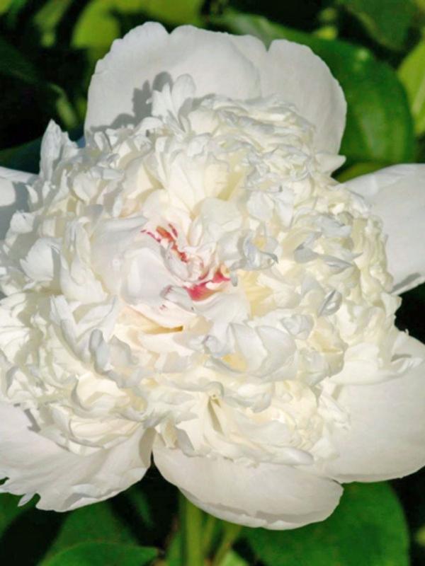 Paeony Festiva Supreme