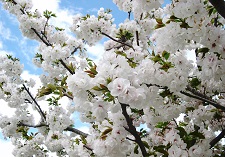Deciduous Trees, acer maple trees, flowering cherry trees