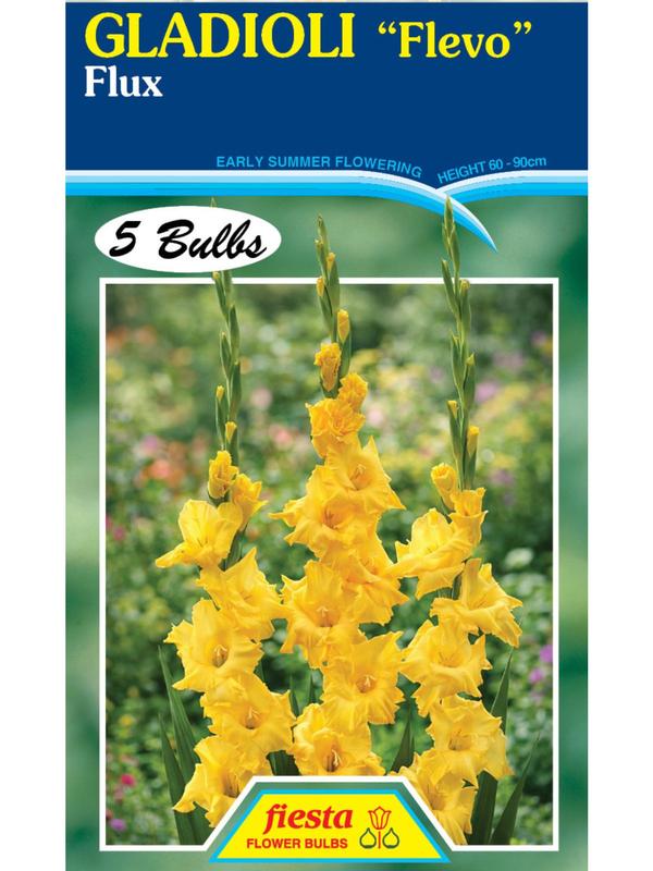 Gladioli Flevo Flux
