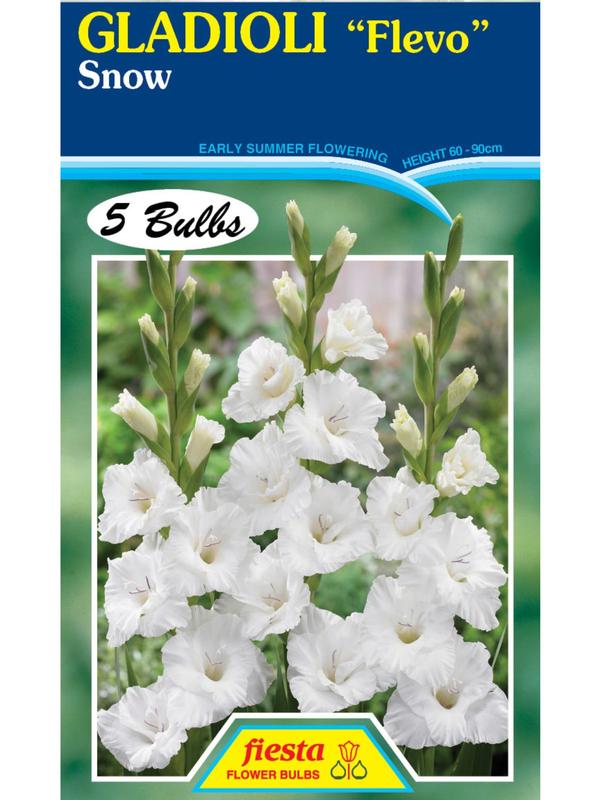 Gladioli Flevo Snow