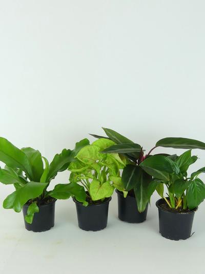 Foliage 9cm Assorted