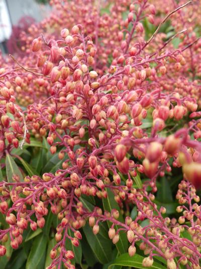 Pieris Forest Flame