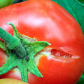 Tomato Dr, best results, 