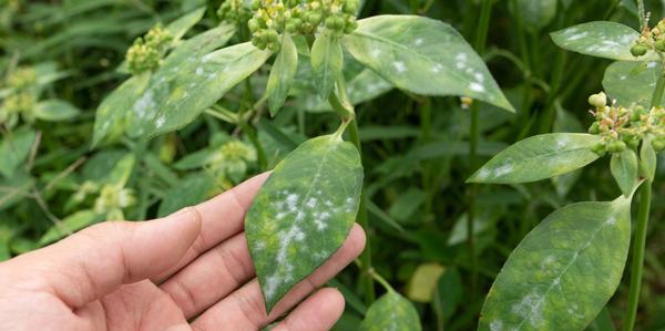 Plant disease control, Fungal diseases in plants
