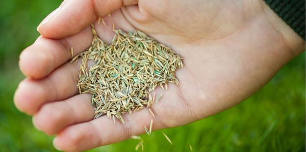 Lawn, Seed, lawn care, lawncare products