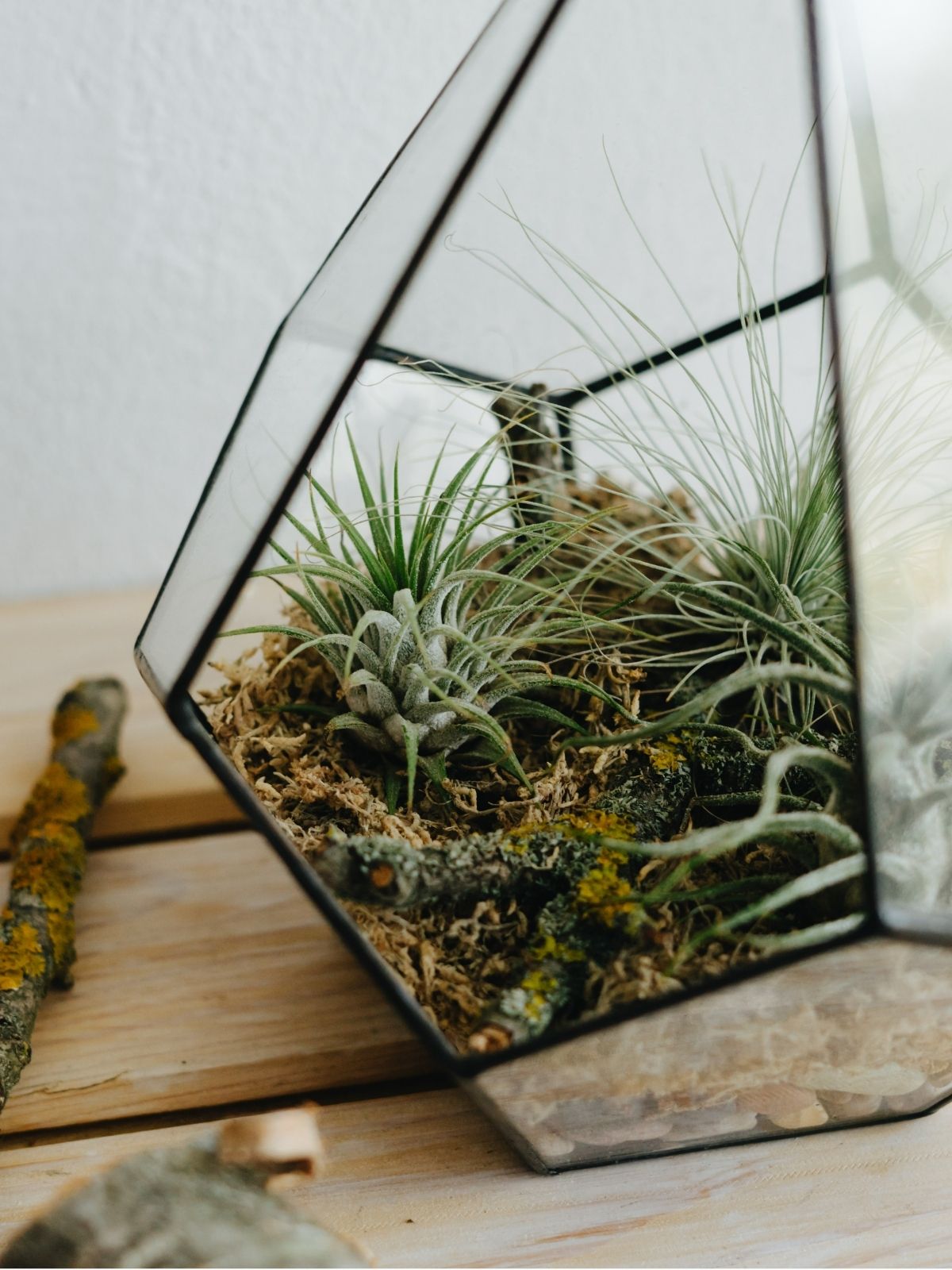 Houseplant - The Art of Air Plants