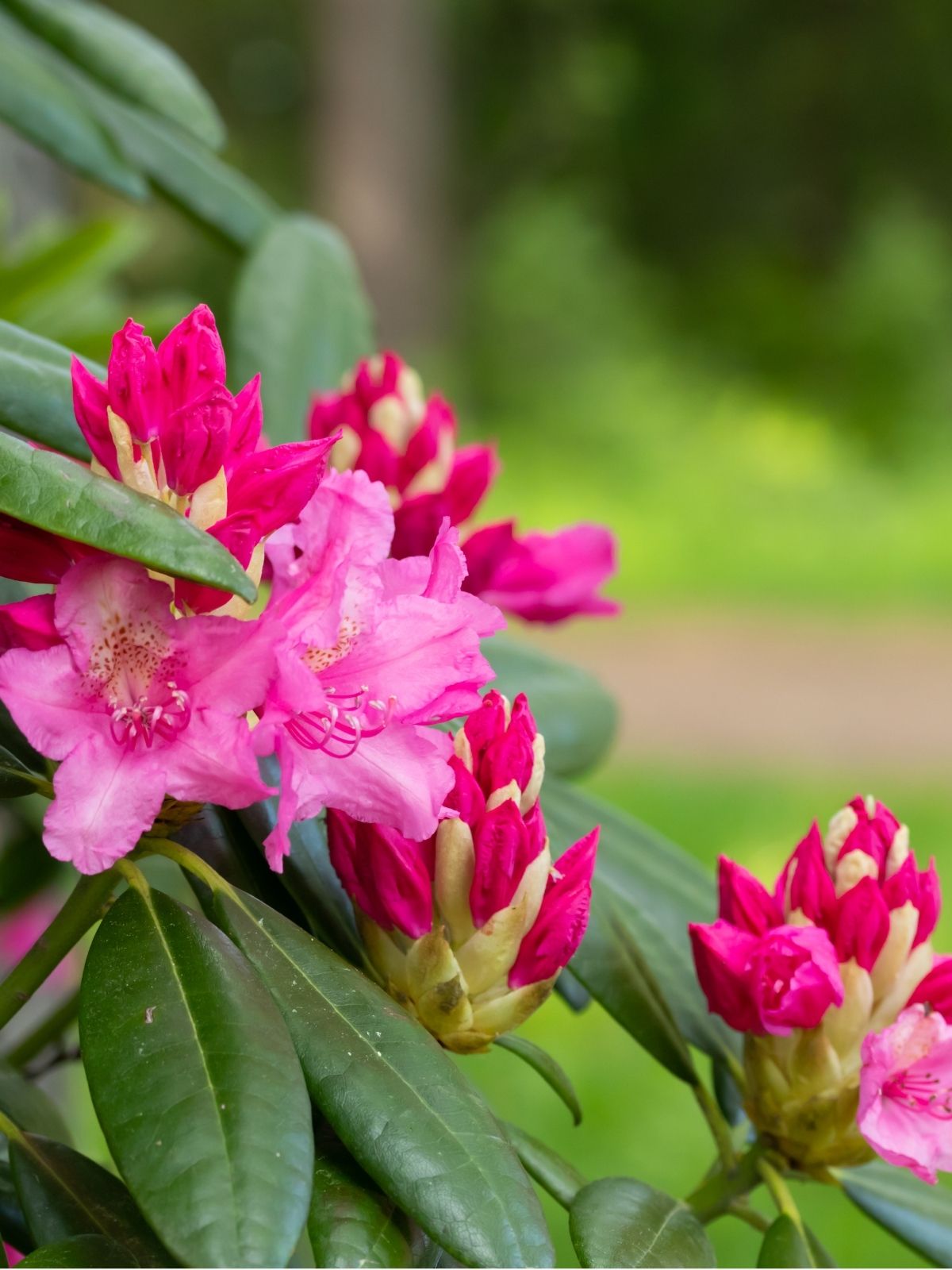 Camellia and Rhododendrons