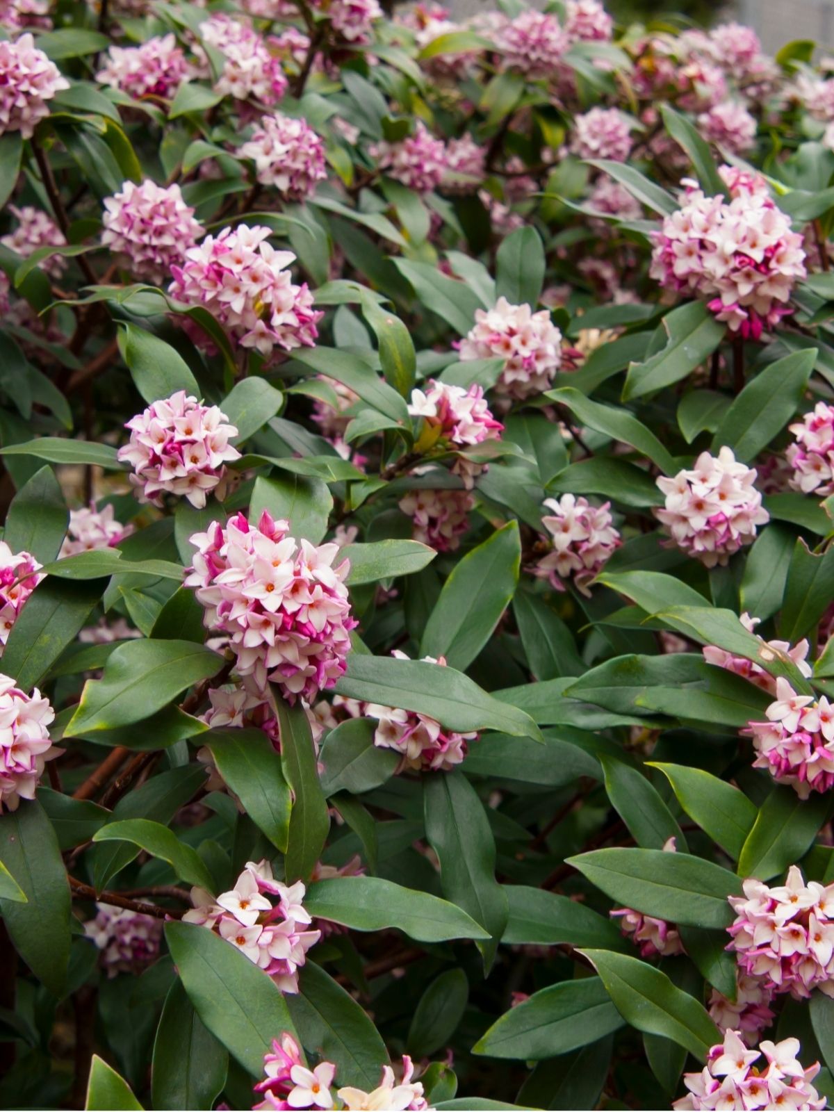 Growing Daphne