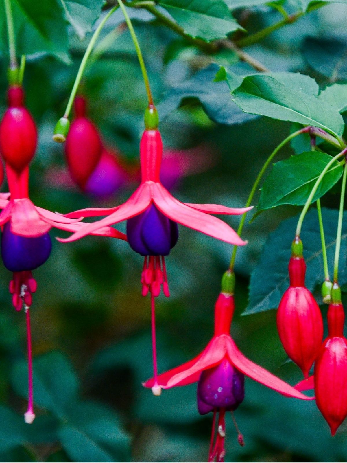 Growing Fuchsias