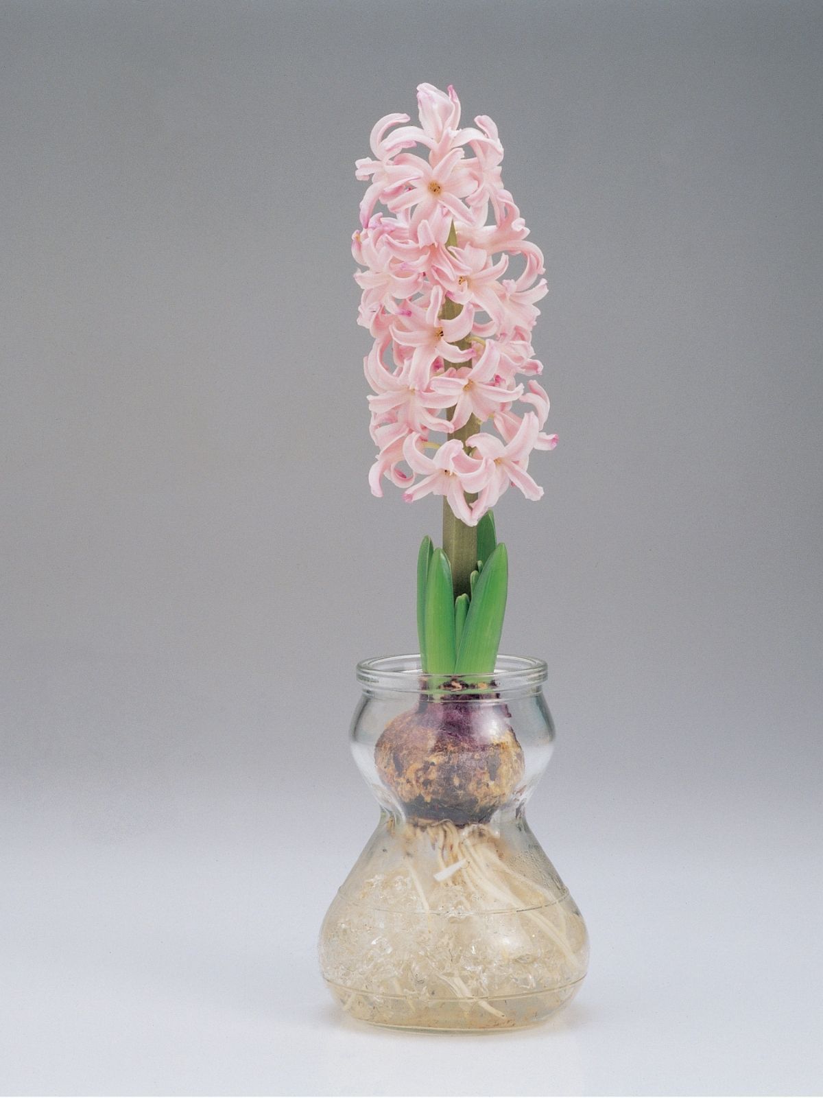 Growing Hyacinth Bulbs in a Glass Jar