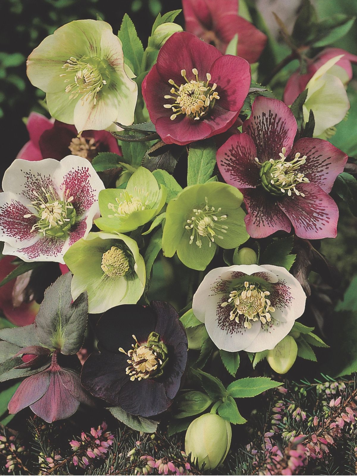 Growing Helleborus