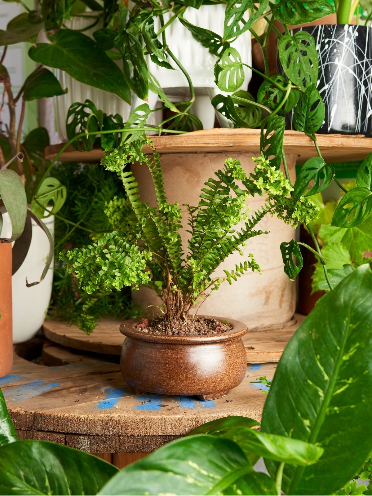 Helpful Plants for a Happy Home