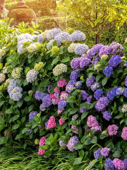 Oderings Garden Centres | Growing Hydrangeas Timeless Beauty