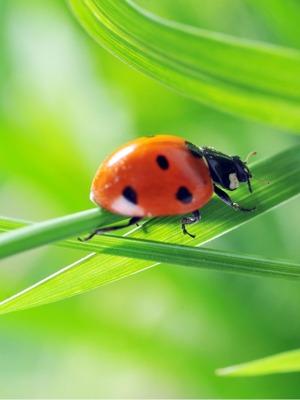 Ladybirds - Natural Predators