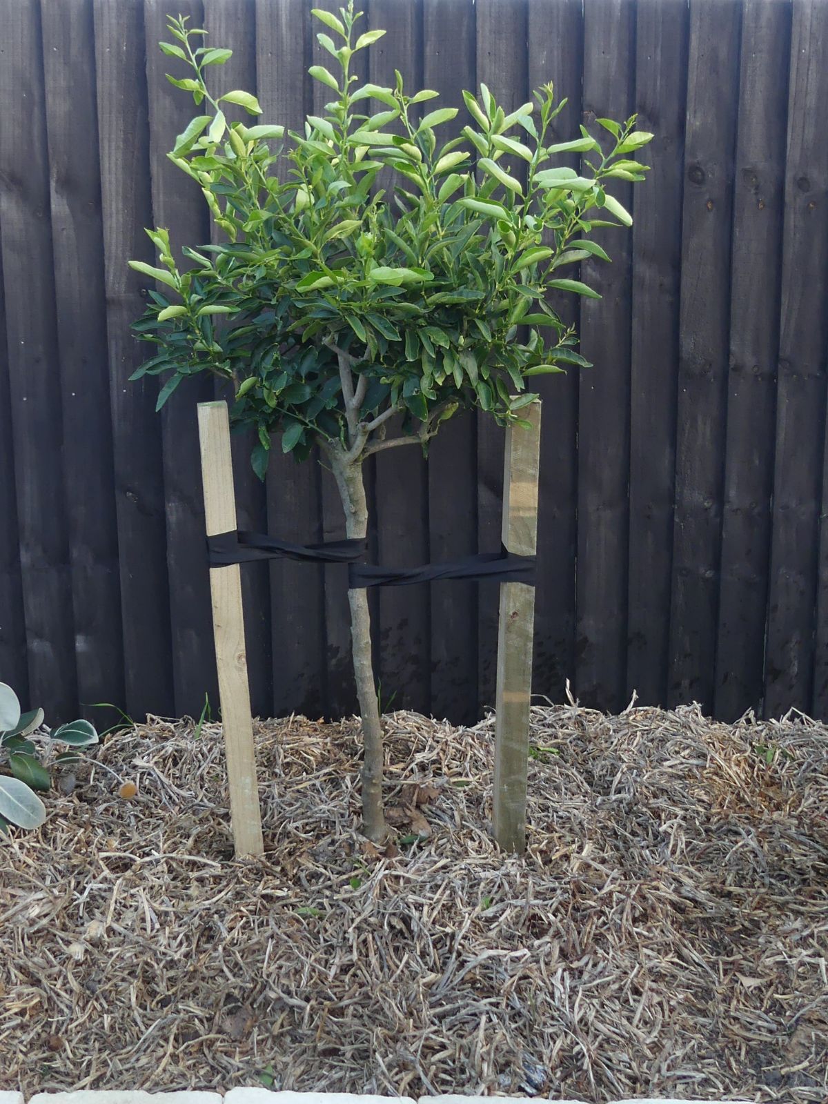 Staking Trees Correctly