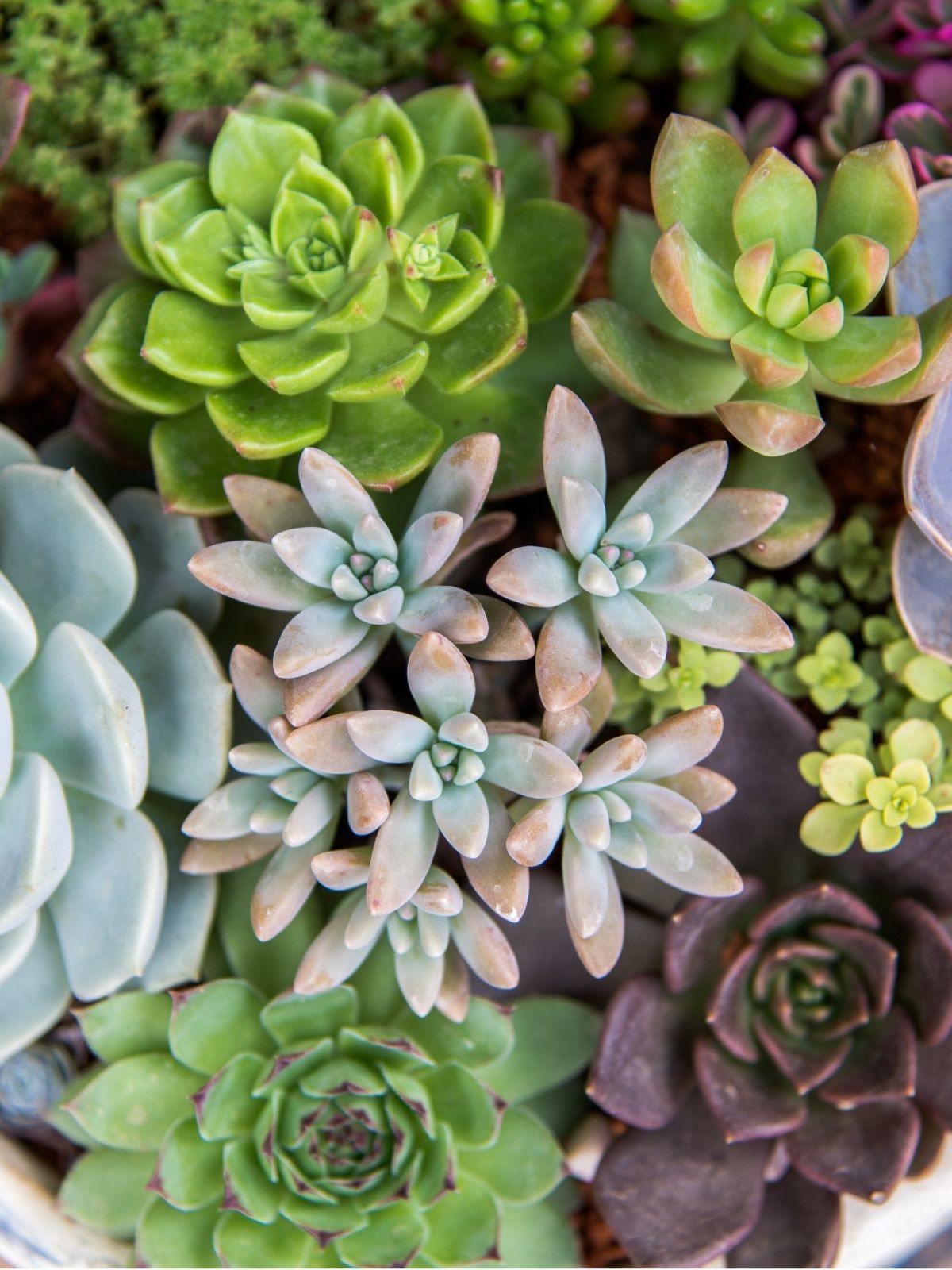 Succulents: A Low-Maintenance Choice