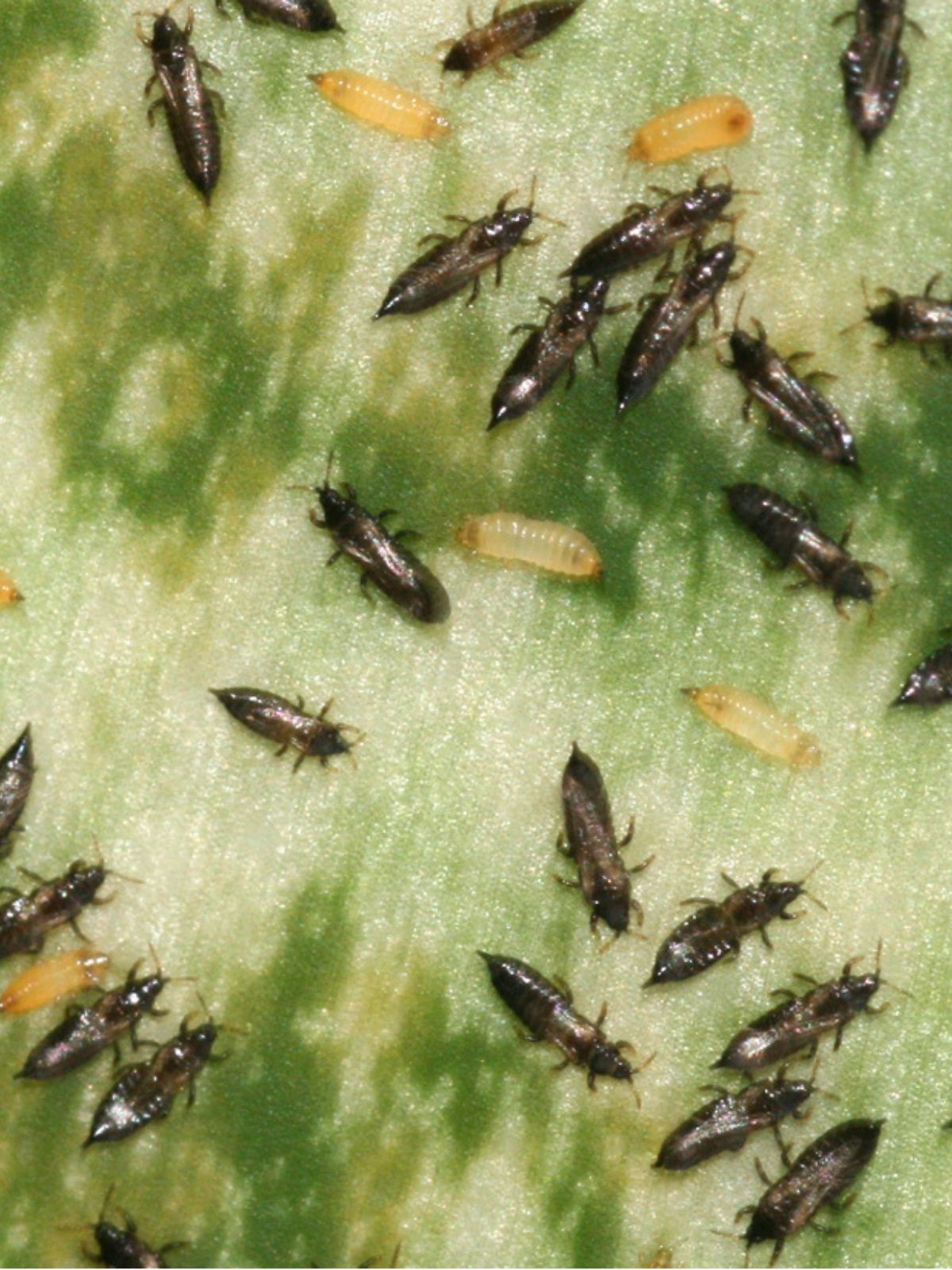 Thrips: Identification and Control