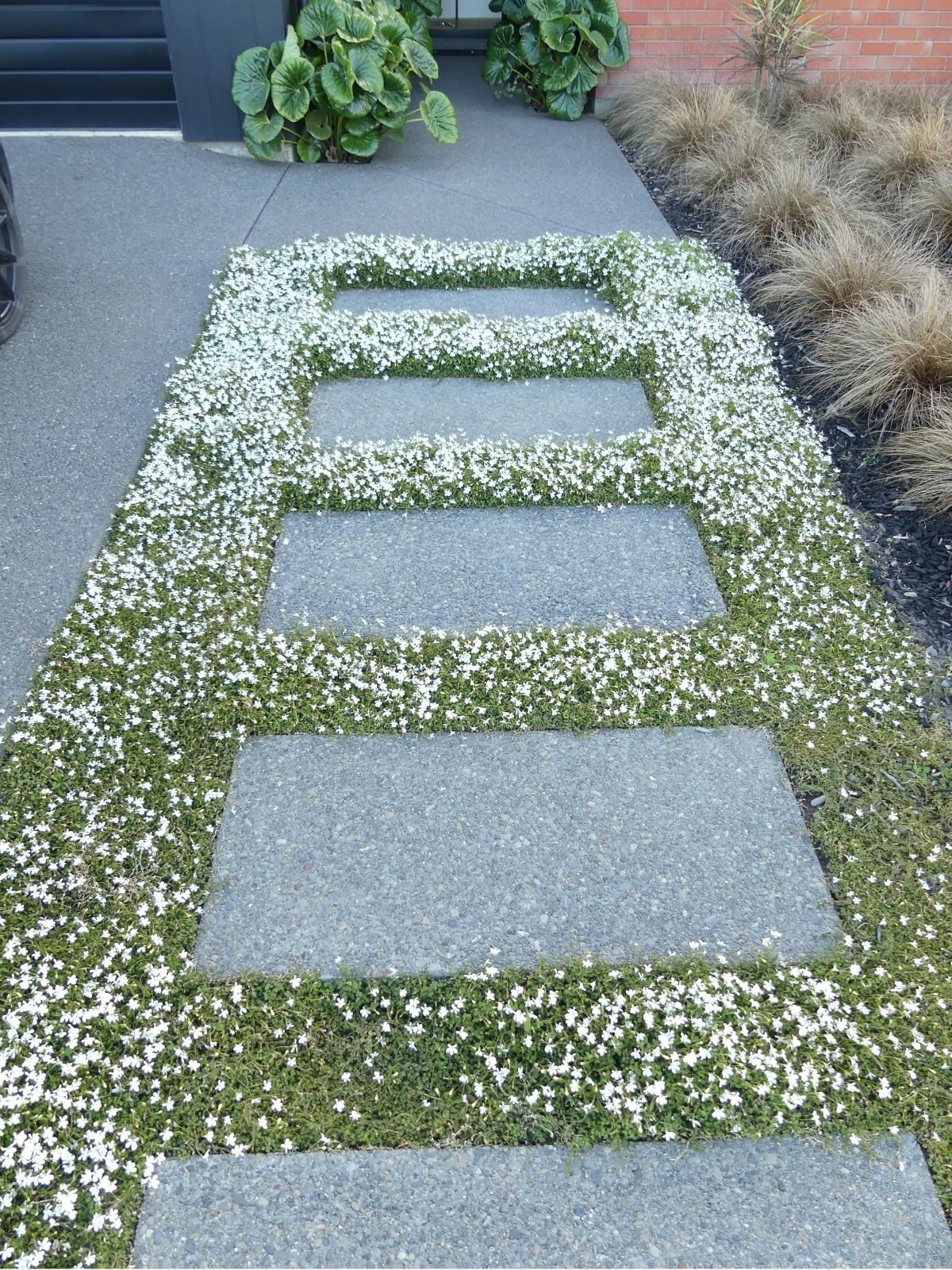 Walkable Groundcovers 
