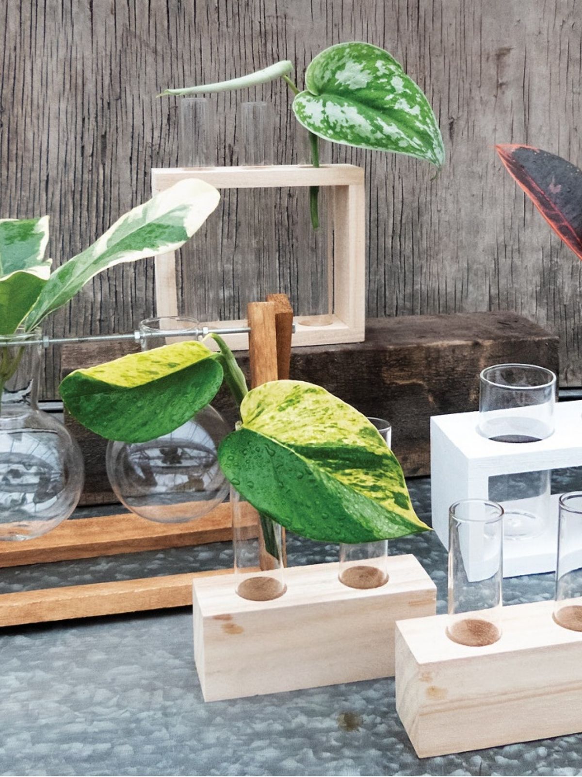 Houseplant - Water Propagation