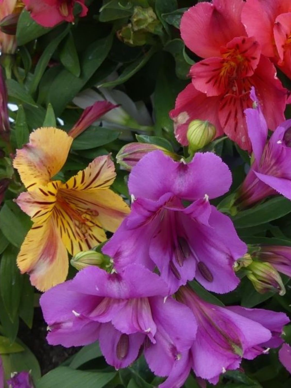 Growing Alstroemeria