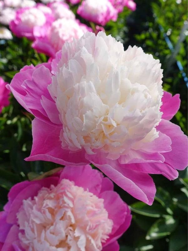 Paeony Gay Paree