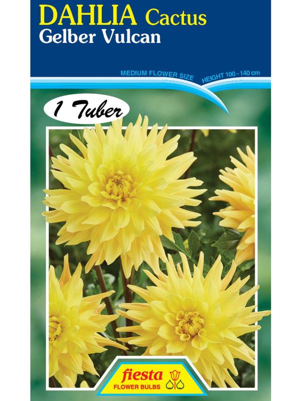 Dahlia Gelber Vulcan