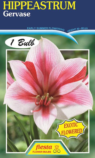 Hippeastrum Gervase