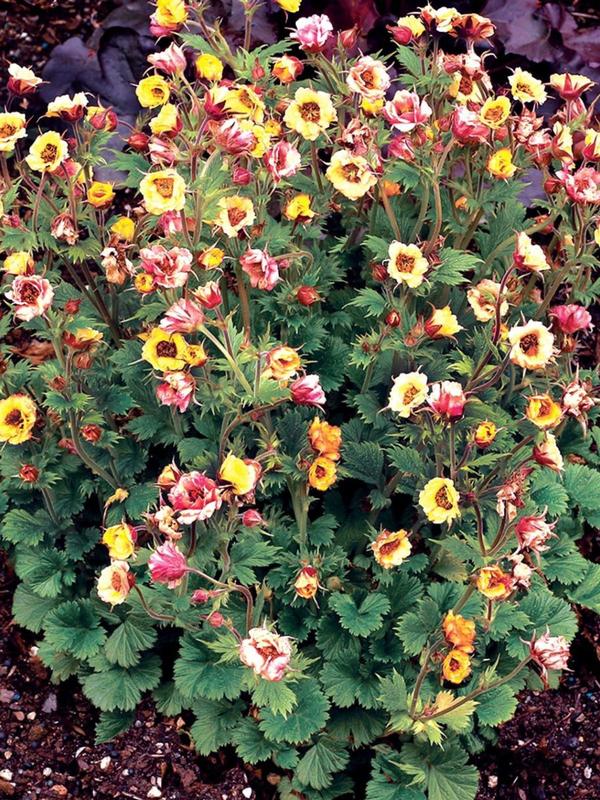 Geum Tempo Yellow 9cm