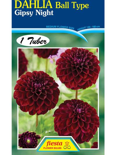 Dahlia Gipsy Night