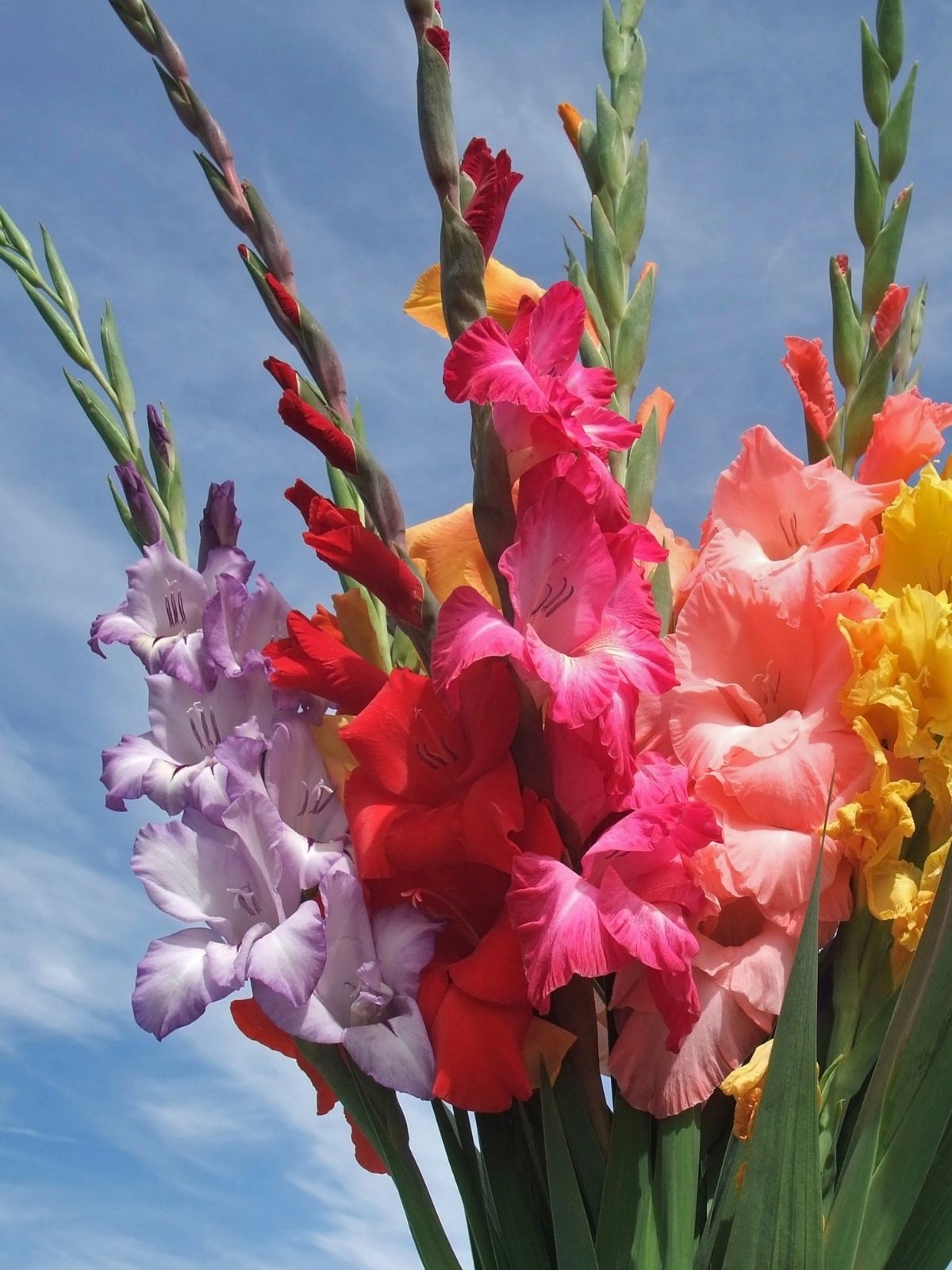 Growing Gladioli