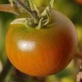 Tomato Dr, best results, 