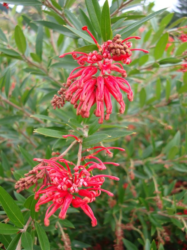 Grevillea Lady O PVR 3.3L