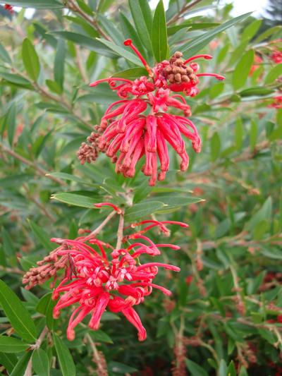 Grevillea Lady O PVR 3.3L
