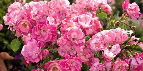 roses, new seasons, Groundcover