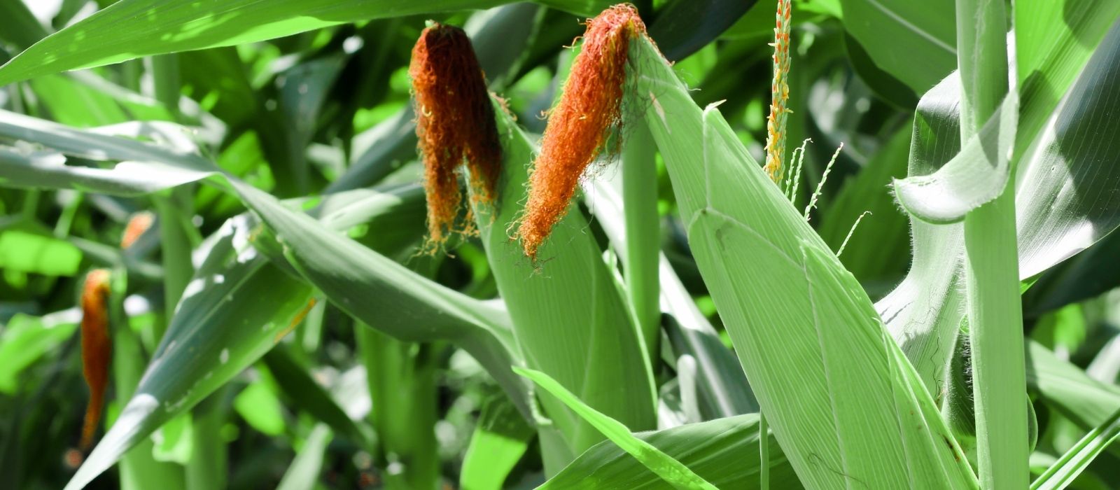 Corn, Eggplants, and Cucurbits Corn, Eggplants, and Cucurbits