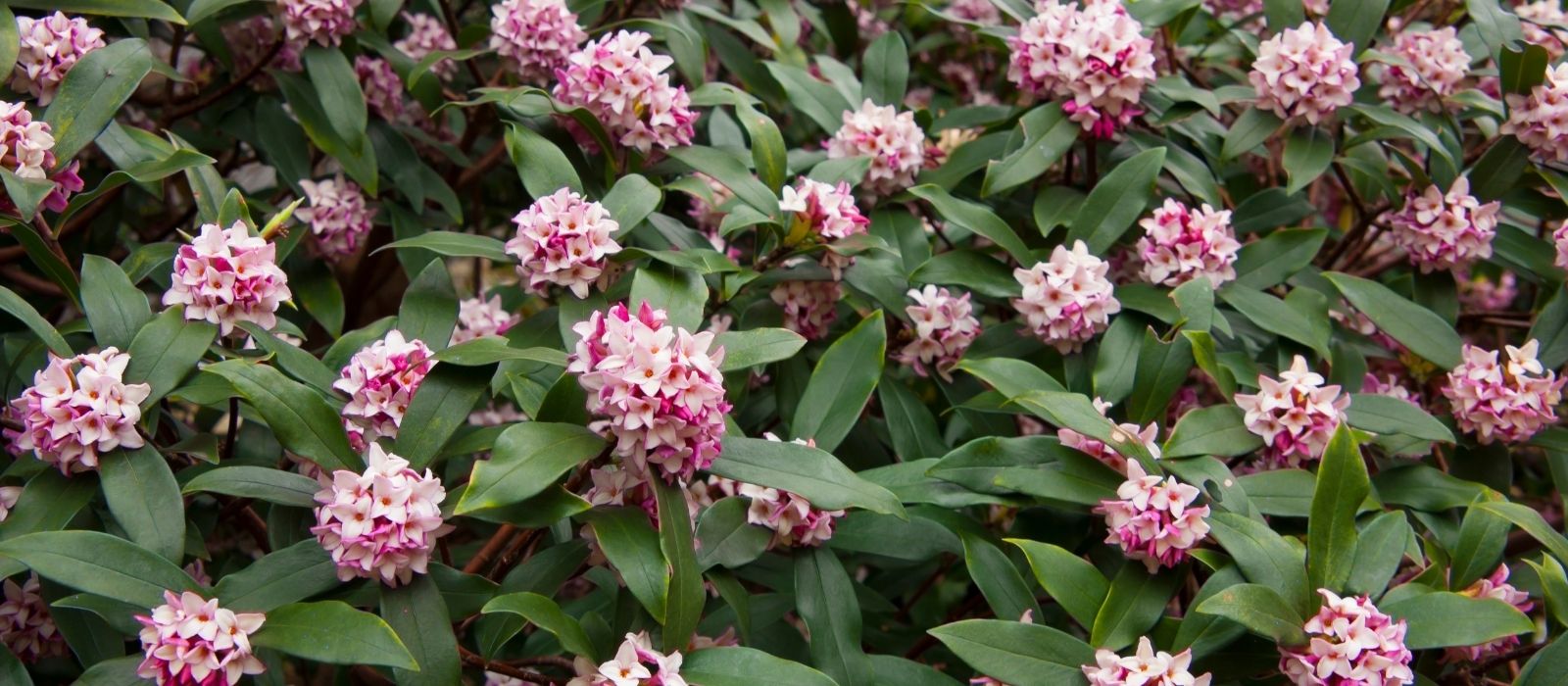 Growing Daphne Growing Daphne