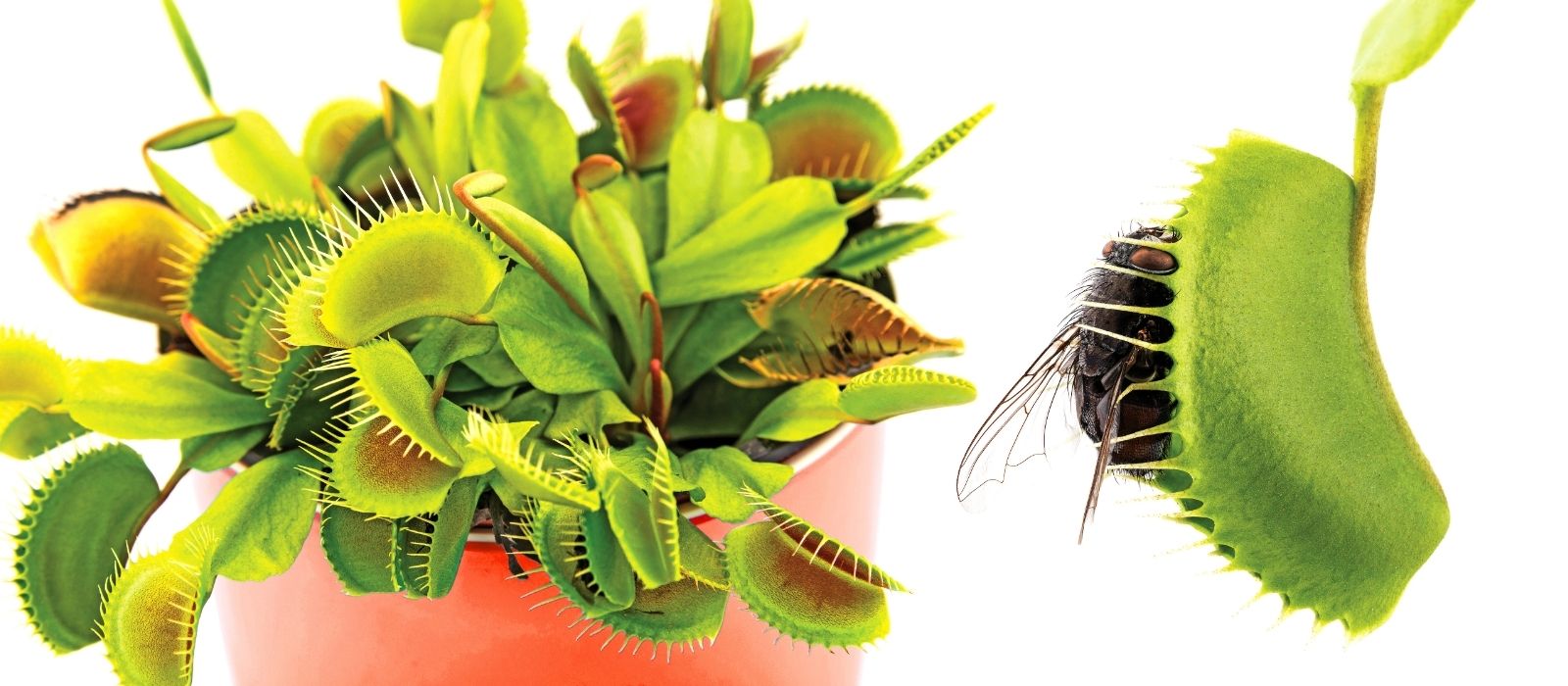 Flytraps & Carnivorous Plants Flytraps & Carnivorous Plants