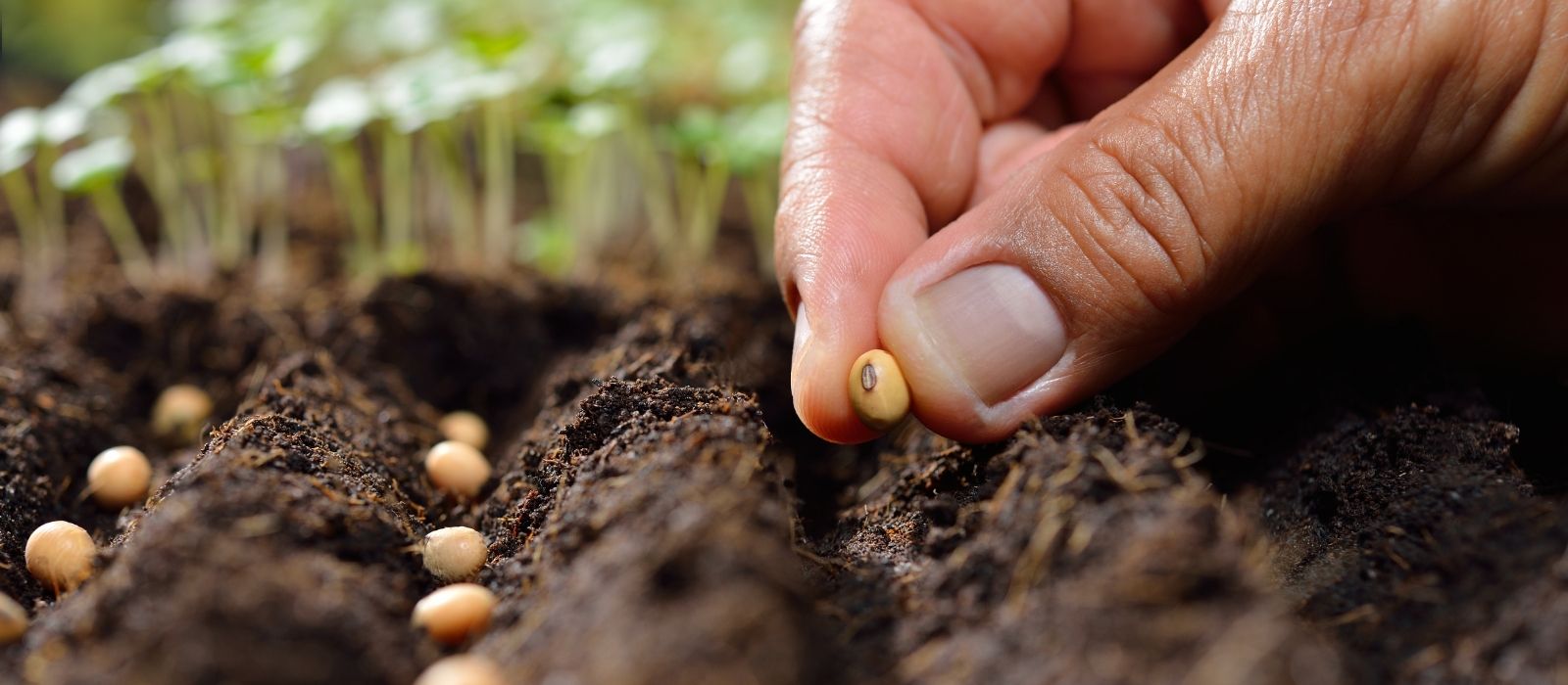 Seed Sowing Seed Sowing